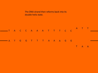 The DNA strand then reforms back into its
double helix state.

A

T

A

C

C

A

A

A

T

T

T

C

T

G

G

T

T

T

A

A

A

G

T

T

A

A

C

A

T

G

 