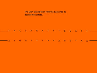 The DNA strand then reforms back into its
double helix state.

T

A

C

C

A

A

A

T

T

T

C

C

A

T

T

A

T

G

G

T

T

T

A

A

A

G

G

T

A

A

 