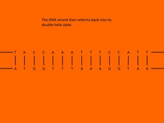 The DNA strand then reforms back into its
double helix state.

T

A

C

C

A

A

A

T

T

T

C

C

A

T

T

A

T

G

G

T

T

T

A

A

A

G

G

T

A

A

 