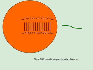 T ACCAAAT T T CCAT T

A T GGT T T A A A GGT A A

The mRNA strand then goes into the ribosome.

 