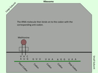 Ribosome

The tRNA molecule then binds on to the codon with the
corresponding anti-codon.

Methionine

G U U

U A A

A G G

U A A

Small Subunit

U A C
A U G

 