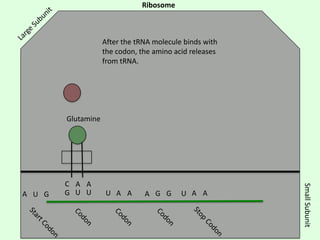 Ribosome

After the tRNA molecule binds with
the codon, the amino acid releases
from tRNA.

Glutamine

U A A

A G G

U A A

Small Subunit

A U G

C A A
G U U

 
