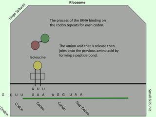 Ribosome

The process of the tRNA binding on
the codon repeats for each codon.

Isoleucine

G U U

A G G

U A A

Small Subunit

G

A U U
U A A

The amino acid that is release then
joins onto the previous amino acid by
forming a peptide bond.

 
