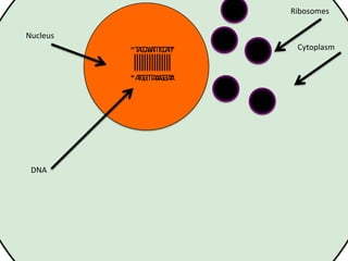Ribosomes
Nucleus
T C AAT C AT
A C AT T C T
A G TAAGA
TGTT AGTA

DNA

Cytoplasm

 