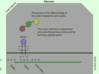 Ribosome

The process of the tRNA binding on
the codon repeats for each codon.

Serine

U A A

U A A

Small Subunit

U

U C C
A G G

The amino acid that is release then
joins onto the previous amino acid by
forming a peptide bond.

 