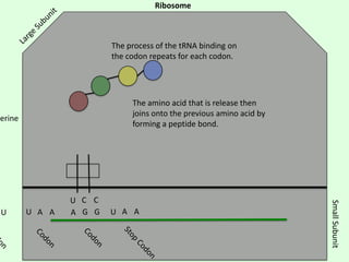 Ribosome

The process of the tRNA binding on
the codon repeats for each codon.

The amino acid that is release then
joins onto the previous amino acid by
forming a peptide bond.

Serine

U A A

U A A

Small Subunit

U

U C C
A G G

 
