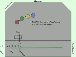 The tRNA then forms a “stop” amino
acid and the process ends.

Stop

A G G

U A A
U A A

Small Subunit

A A

Ribosome

 