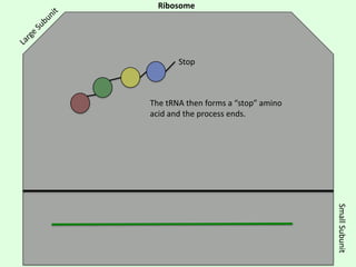 Ribosome

Stop

The tRNA then forms a “stop” amino
acid and the process ends.

Small Subunit

 