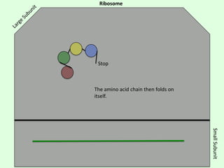 Ribosome

Stop

The amino acid chain then folds on
itself.

Small Subunit

 
