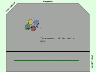 Ribosome

Stop

The amino acid chain then folds on
itself.

Small Subunit

 