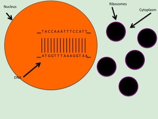 Ribosomes

Nucleus

Cytoplasm

T ACCAAAT T T CCAT T

A T GGT T T A A A GGT A A

DNA

 