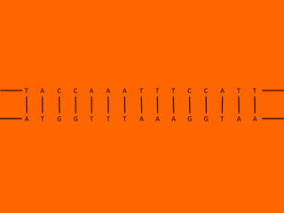 T

A

C

C

A

A

A

T

T

T

C

C

A

T

T

A

T

G

G

T

T

T

A

A

A

G

G

T

A

A

 