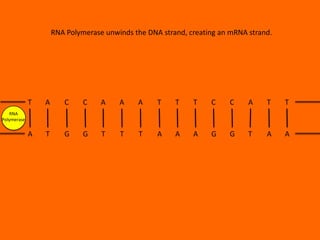 RNA Polymerase unwinds the DNA strand, creating an mRNA strand.

T

A

C

C

A

A

A

T

T

T

C

C

A

T

T

A

T

G

G

T

T

T

A

A

A

G

G

T

A

A

RNA
Polymerase

 