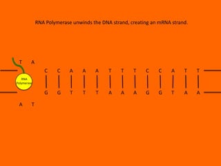 RNA Polymerase unwinds the DNA strand, creating an mRNA strand.

T

A
C

C

A

A

A

T

T

T

C

C

A

T

T

G

G

T

T

T

A

A

A

G

G

T

A

A

RNA
Polymerase

A

T

 