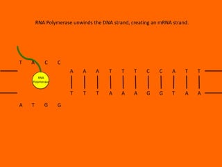 RNA Polymerase unwinds the DNA strand, creating an mRNA strand.

T

A

C

C
A

A

A

T

T

T

C

C

A

T

T

T

T

T

A

A

A

G

G

T

A

A

RNA
Polymerase

A

T

G

G

 