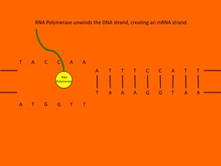 RNA Polymerase unwinds the DNA strand, creating an mRNA strand.

T

A

C

C

A

A
A

T

T

T

C

C

A

T

T

T

A

A

A

G

G

T

A

A

RNA
Polymerase

A

T

G

G

T

T

 