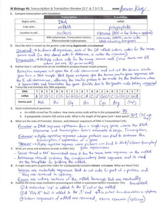 IB Protein Synthesis Review Key (2.7-7.2-7.3) | PDF ib-protein-synthesis-review-key-2-7-7-2-7-3-pdf