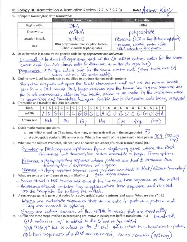 protein-synthesis-review-worksheet-free-download-goodimg-co