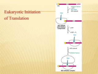 Eukaryotic Initiation
of Translation

 