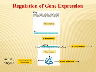 Regulation of Gene Expression

RNA Processing

5’CAP

Active
enzyme

Post-translational
modification

mRNA

AAAAAA

RNA Degradation

Protein Degradation

 