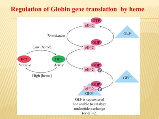 Regulation of Globin gene translation by heme

 