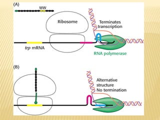 Protein synthesis ribosome