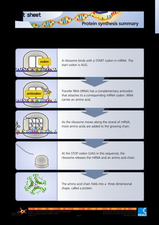 Summary Of Transcription And Translation Pdf