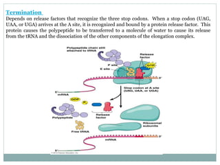 Termination
Depends on release factors that recognize the three stop codons. When a stop codon (UAG,
UAA, or UGA) arrives at the A site, it is recognized and bound by a protein release factor. This
protein causes the polypeptide to be transferred to a molecule of water to cause its release
from the tRNA and the dissociation of the other components of the elongation complex.
 