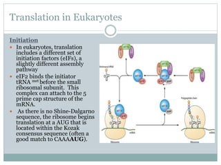 Translation in Eukaryotes
Initiation
 In eukaryotes, translation
includes a different set of
initiation factors (eIFs), a
slightly different assembly
pathway
 eIF2 binds the initiator
tRNA met before the small
ribosomal subunit. This
complex can attach to the 5
prime cap structure of the
mRNA.
 As there is no Shine-Dalgarno
sequence, the ribosome begins
translation at a AUG that is
located within the Kozak
consensus sequence (often a
good match to CAAAAUG).
 