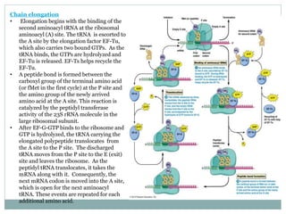Chain elongation
• Elongation begins with the binding of the
second aminoacyl tRNA at the ribosomal
aminoacyl (A) site. The tRNA is escorted to
the A site by the elongation factor EF-Tu,
which also carries two bound GTPs. As the
tRNA binds, the GTPs are hydrolyzed and
EF-Tu is released. EF-Ts helps recycle the
EF-Tu.
• A peptide bond is formed between the
carboxyl group of the terminal amino acid
(or fMet in the first cycle) at the P site and
the amino group of the newly arrived
amino acid at the A site. This reaction is
catalyzed by the peptidyl transferase
activity of the 23S rRNA molecule in the
large ribosomal subunit.
• After EF-G-GTP binds to the ribosome and
GTP is hydrolyzed, the tRNA carrying the
elongated polypeptide translocates from
the A site to the P site. The discharged
tRNA moves from the P site to the E (exit)
site and leaves the ribosome. As the
peptidyl tRNA translocates, it takes the
mRNA along with it. Consequently, the
next mRNA codon is moved into the A site,
which is open for the next aminoacyl
tRNA. These events are repeated for each
additional amino acid.
 