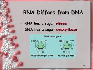 RNA Differs from DNA RNA has a sugar  ribose DNA has a sugar  deoxyribose 