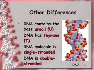 Other Differences RNA contains the base  uracil (U ) DNA has  thymine (T) RNA molecule is  single-stranded DNA is  double-stranded DNA 