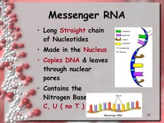 Messenger RNA Long  Straight  chain of Nucleotides Made in the  Nucleus Copies DNA  & leaves through nuclear pores Contains the Nitrogen Bases  A, G, C, U ( no T ) 