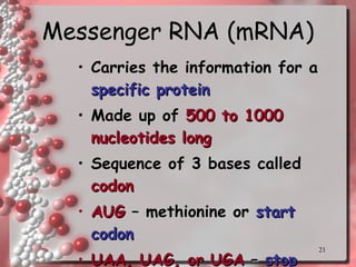 Messenger RNA (mRNA) Carries the information for a  specific protein Made up of  500 to 1000 nucleotides long Sequence of 3 bases called  codon AUG  – methionine or  start codon UAA, UAG, or UGA  –  stop codons 