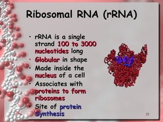 Ribosomal RNA (rRNA) rRNA is a single strand  100 to 3000 nucleotides  long Globular  in shape Made inside the  nucleus  of a cell Associates with  proteins to form ribosomes Site of  protein Synthesis 
