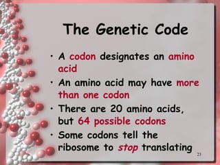 The Genetic Code A  codon  designates an  amino acid An amino acid may have  more than one codon There are 20 amino acids, but  64 possible codons Some codons tell the ribosome to  stop  translating 