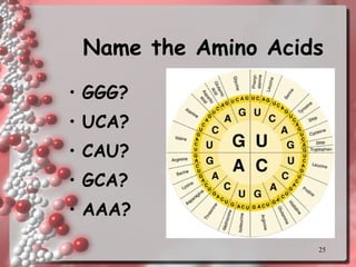 Name the Amino Acids GGG? UCA? CAU? GCA? AAA? 