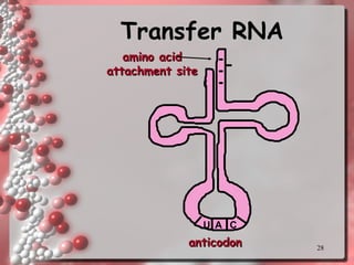 Transfer RNA amino acid attachment site U A C anticodon 