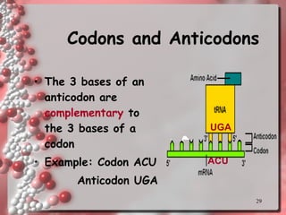 Codons and Anticodons The 3 bases of an anticodon are  complementary  to the 3 bases of a codon Example: Codon ACU Anticodon UGA UGA ACU 