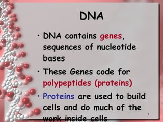 DNA DNA contains  genes , sequences of nucleotide bases These Genes code for  polypeptides (proteins) Proteins  are used to build cells and do much of the work inside cells   