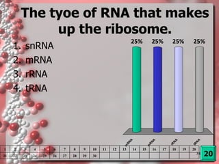 The tyoe of RNA that makes up the ribosome. snRNA mRNA rRNA tRNA 20 1 2 3 4 5 6 7 8 9 10 11 12 13 14 15 16 17 18 19 20 21 22 23 24 25 26 27 28 29 30 