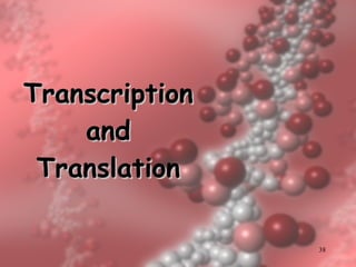 Transcription and Translation 