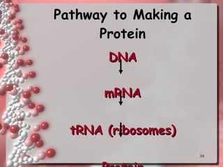 Pathway to Making a Protein DNA mRNA tRNA (ribosomes) Protein 