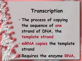 Transcription The process of copying the sequence of  one  strand of DNA, the  template strand mRNA copies  the template strand Requires the enzyme  RNA Polymerase 