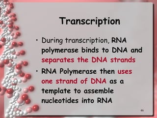 Transcription During transcription,  RNA polymerase binds to DNA and  separates the DNA strands RNA Polymerase then  uses one strand of DNA  as a template to assemble nucleotides into RNA 