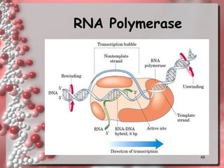 RNA Polymerase 