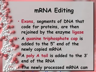 mRNA Editing Exons , segments of DNA that code for proteins, are then rejoined by the enzyme  ligase A  guanine triphosphate cap  is added to the 5” end of the newly copied mRNA A  poly A tail  is added to the 3’ end of the RNA The newly processed mRNA can then  leave the nucleus 