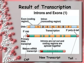 CAP Tail New Transcript Result of Transcription 