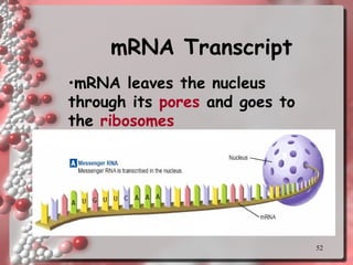 mRNA Transcript mRNA leaves the nucleus through its  pores  and goes to the  ribosomes 
