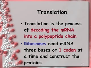 Translation Translation is the process of  decoding the mRNA into a polypeptide chain Ribosomes  read mRNA three bases or  1 codon  at a time and construct the proteins 